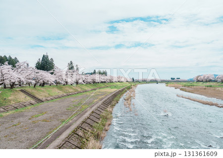 Beautiful Sakura Cherry Blossom in Hinokinai River riverbank in Kakunodate town, Semboku District, Akita Prefecture, Japan. Landmark and Vacation in spring season Beautiful Sakura Cherry Blossom in Hinokinai River riverbank in Kakunodate town, Semboku District, Akita Prefecture, Japan. Landmark and Vacation in spring season 131361609