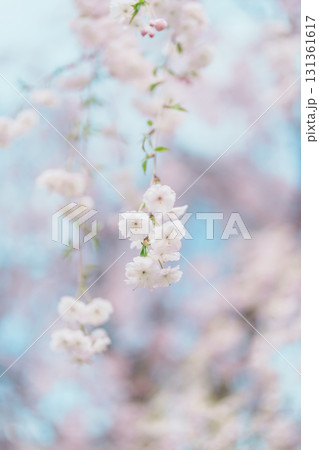 beautiful Spring day, Cherry blossom against blue sky in park, white Sakura blooming in sunshine day. Japan Travel background, template and wallpaper for spring season and Hanami picnic beautiful Spring day, Cherry blossom against blue sky in park, white Sakura blooming in sunshine day. Japan Travel background, template and wallpaper for spring season and Hanami picnic 131361617