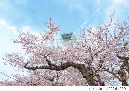 Beautiful Sakura Cherry Blossom in Spring season. Goryokaku Tower park in Hakodate city, Hokkaido prefecture, Japan. famous Landmark, Japan Travel and Vacation destination 131361630