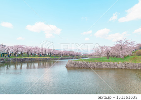 Beautiful Sakura Cherry Blossom in Spring season. Goryokaku Tower park in Hakodate city, Hokkaido prefecture, Japan. famous Landmark, Japan Travel and Vacation destination 131361635