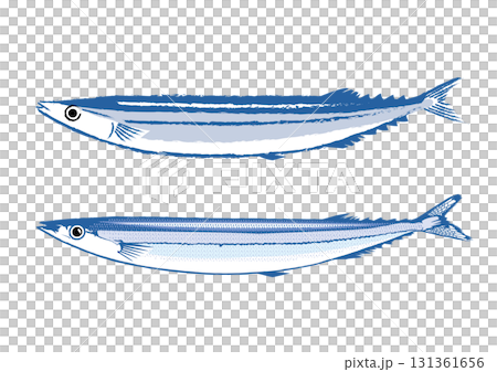 Two types of saury illustrations 131361656