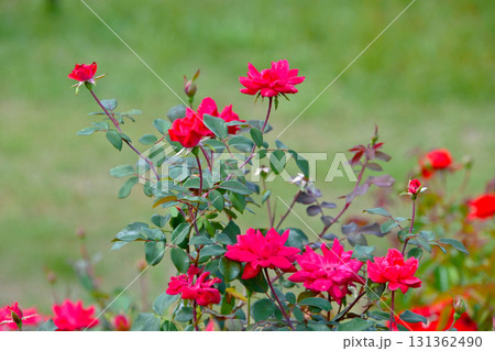バラ園に咲く美しい秋バラ 131362490