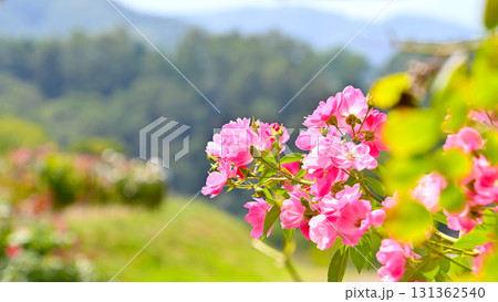 バラ園に咲く美しい秋バラ バラ園に咲く美しい秋バラ 131362540