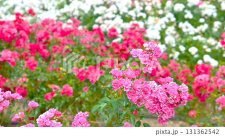 バラ園に咲く美しい秋バラ 131362542