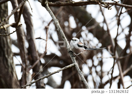 冬枯れの枝に止まる早春のシマエナガ 131362632