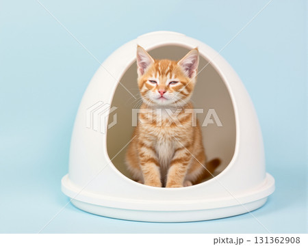 トイレ中の猫 131362908