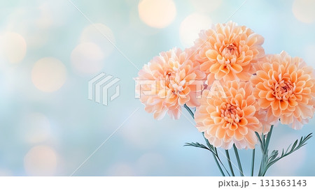 Soft Peach Dahlias on a Gentle Pastel Background with Bokeh Effect for Floral Imagery 131363143
