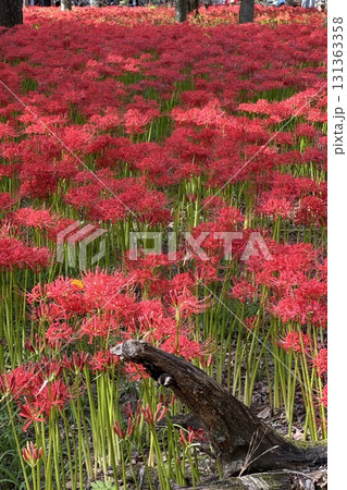 満開を迎える彼岸花 満開を迎える彼岸花 131363358
