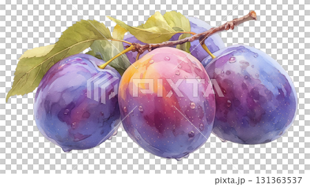 Watercolor illustration of fresh prunes on a branch on a transparent background (png) 131363537