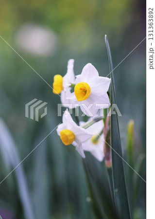 黄色い菜の花の背景と水仙 131363892