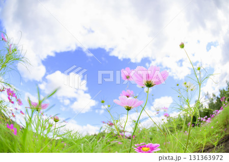 満開のコスモス(魚眼レンズ) 満開のコスモス(魚眼レンズ) 131363972
