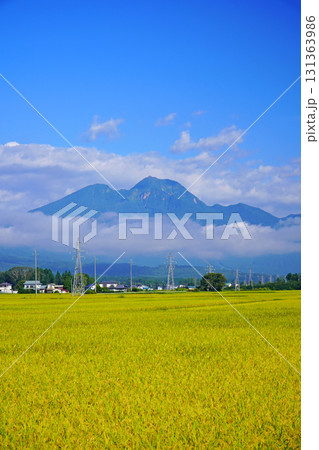 秋の田園風景（長野県信濃町） 131363986