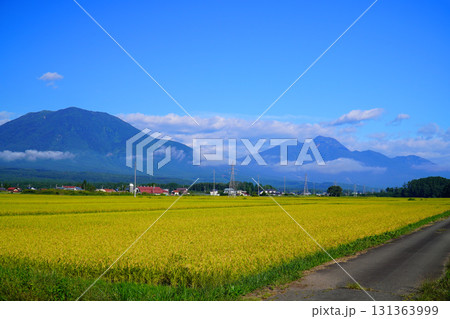 秋の田園風景（長野県信濃町） 131363999