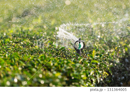 Close-Up of Sprinkler System Watering Lush Green Tea Plants on Sunny Day with Glimmering Water Droplets Creating a Refreshing Atmosphere for Agriculture Close-Up of Sprinkler System Watering Lush Green Tea Plants on Sunny Day with Glimmering Water Droplets Creating a Refreshing Atmosphere for Agriculture 131364005
