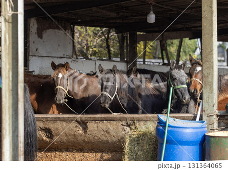 Horse in livestock market near Bishkek. animal husbandry is one of economics sources in Kyrgyzstan because of nomadic history Horse in livestock market near Bishkek. animal husbandry is one of economics sources in Kyrgyzstan because of nomadic history 131364065