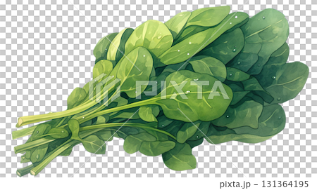 透明背景上菠菜的水彩插圖(png) 透明背景上菠菜的水彩插圖(png) 131364195
