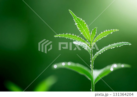 Fresh green plant with water droplets in soft natural light. 131364204