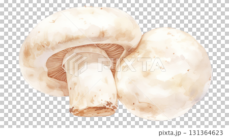 透明背景上的白色蘑菇水彩插圖（png） 131364623