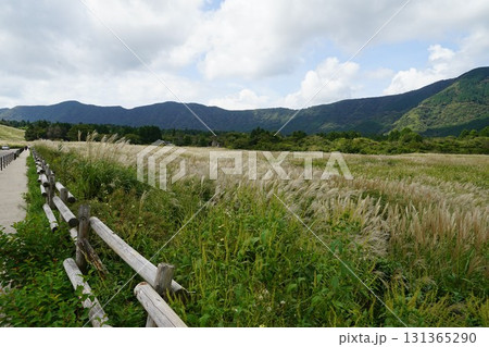 神奈川県足柄下郡箱根町の仙石原湿原の風景 131365290