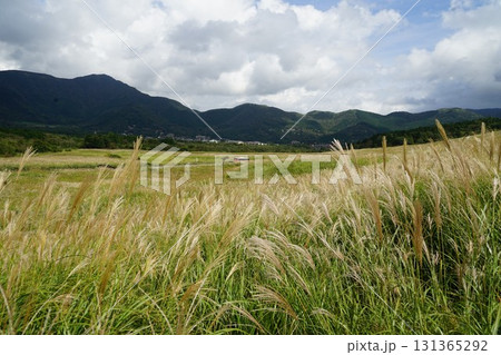 神奈川県足柄下郡箱根町の仙石原湿原の風景 131365292