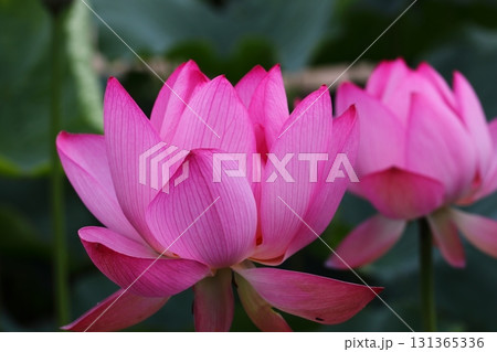 2輪のハスの花 2輪のハスの花 131365336