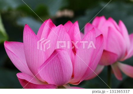 ハスの花のアップ ハスの花のアップ 131365337