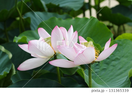 2輪の白いハスの花 2輪の白いハスの花 131365339