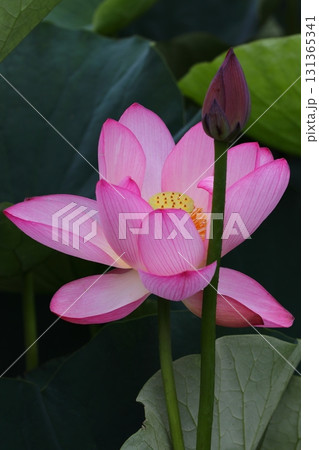 ハスの花とつぼみ、葉 131365341