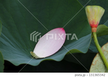 ハスの花びらと花托 ハスの花びらと花托 131365342