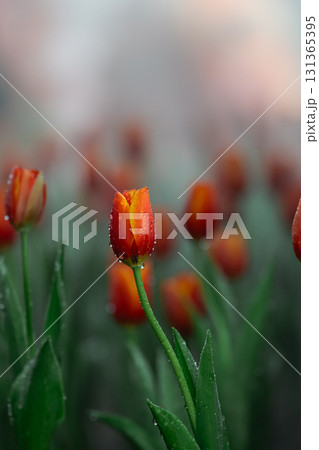 Vibrant Orange Tulip Blooms with Dew Drops in a Foggy Garden Setting, Showcasing Nature's Beauty and Springtime Delights in Full Bloom 131365395
