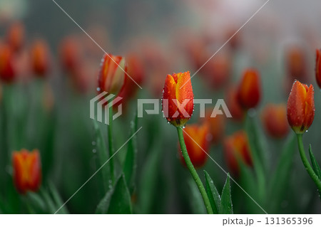 Vibrant Orange Tulips Blooming in a Misty Garden Surrounded by Green Stems and Dew Drops on Petals Creating a Fresh Spring Atmosphere 131365396