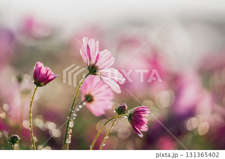 Beautiful Pink Cosmos Flowers with Water Droplets Captured in Soft Focus Against a Dreamy Background of Blurred Garden Blooms Beautiful Pink Cosmos Flowers with Water Droplets Captured in Soft Focus Against a Dreamy Background of Blurred Garden Blooms 131365402
