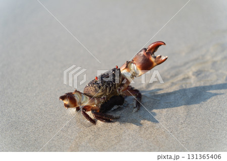 Close-up of a vibrant crab on sandy beach with clear sunlight highlighting its unique features and shadow interplay on wet sand surface Close-up of a vibrant crab on sandy beach with clear sunlight highlighting its unique features and shadow interplay on wet sand surface 131365406