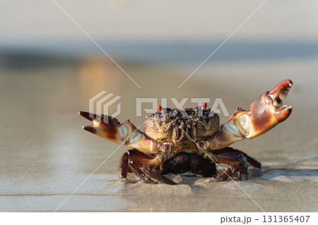 Close-Up View of a Vibrant Crab with a Detailed Shell and Claws on a Shimmering Sandy Beach at Sunrise 131365407