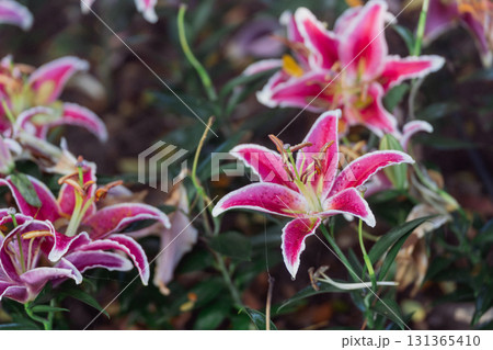 Vibrant pink lilies with delicate petals showcasing a beautiful floral arrangement in a natural setting, perfect for garden and nature themes. 131365410