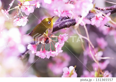 満開の桜と可愛いメジロ 満開の桜と可愛いメジロ 131365557