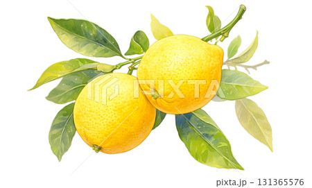 透明背景（png）に2個のレモンのイラスト 131365576