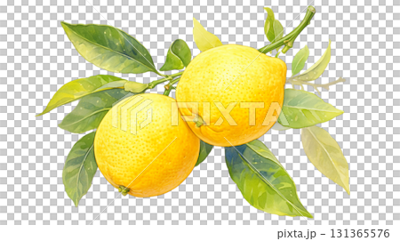 透明背景（png）に2個のレモンのイラスト 131365576