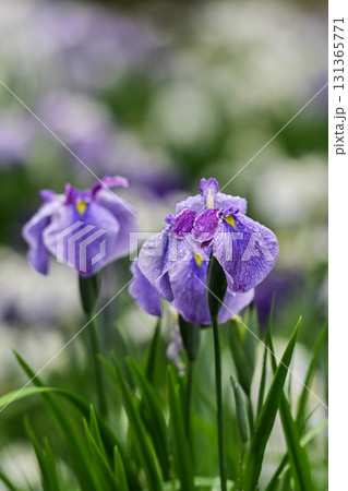 卯辰山の花菖蒲園 131365771