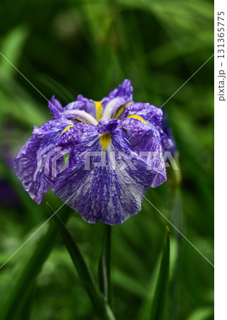 卯辰山の花菖蒲園 卯辰山の花菖蒲園 131365775
