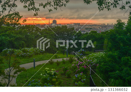 アジサイ咲く卯辰山眺望の丘 131366032