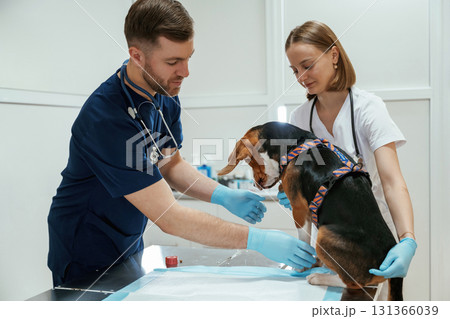 Professional workers. Two veterinarians are with beagle dog in clinic Professional workers. Two veterinarians are with beagle dog in clinic 131366039