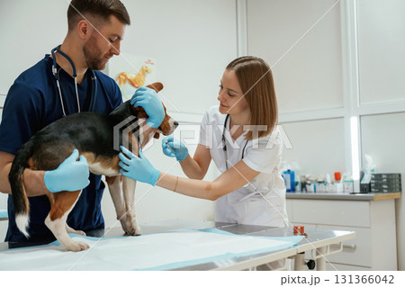 Cheerful doctors. Two veterinarians are working with beagle dog in clinic Cheerful doctors. Two veterinarians are working with beagle dog in clinic 131366042