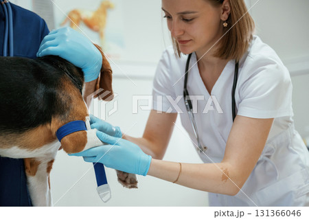 Preparing to take the blood sample. Two veterinarians are working with beagle dog in clinic 131366046