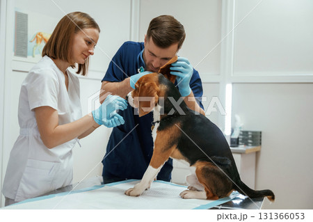 Ears check. Two veterinarians are working with beagle dog in clinic 131366053