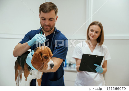 Busy by checking ears. Two veterinarians are working with beagle dog in clinic 131366070