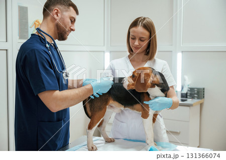 Two veterinarians are working with beagle dog in clinic 131366074