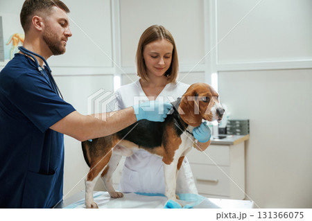 In blue gloves. Two veterinarians are working with beagle dog in clinic 131366075