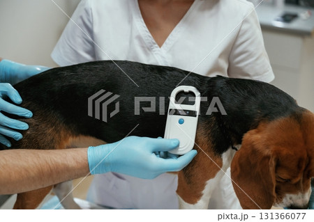 Searching for tag by using special equipment. Two veterinarians are working with beagle dog in clinic Searching for tag by using special equipment. Two veterinarians are working with beagle dog in clinic 131366077