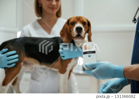 With special device. Two veterinarians are working with beagle dog in clinic With special device. Two veterinarians are working with beagle dog in clinic 131366082